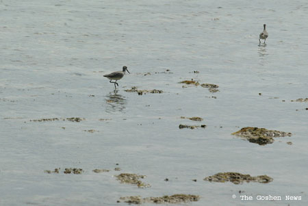 030404 marine bio 033