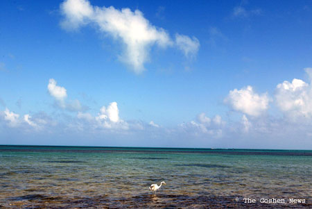030407 marine bio 088