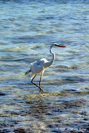 030407 marine bio 174
