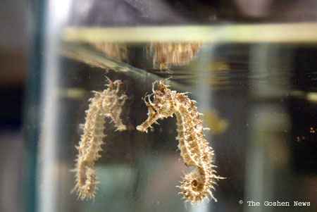 030409 small aquarium 03