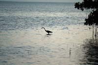030404 marine bio 086