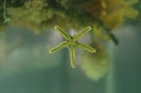 030406 marine bio 033