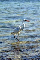 030407 marine bio 174