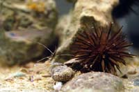 030409 small aquarium 02