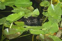 030410 marine bio 145