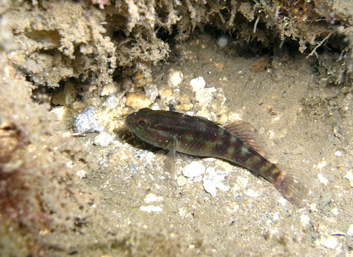 P4050366