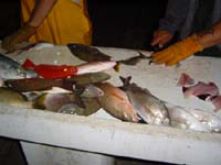 DSC01296