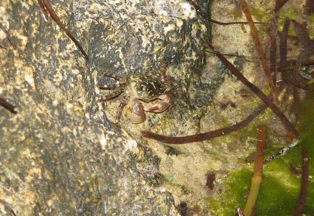camocrab