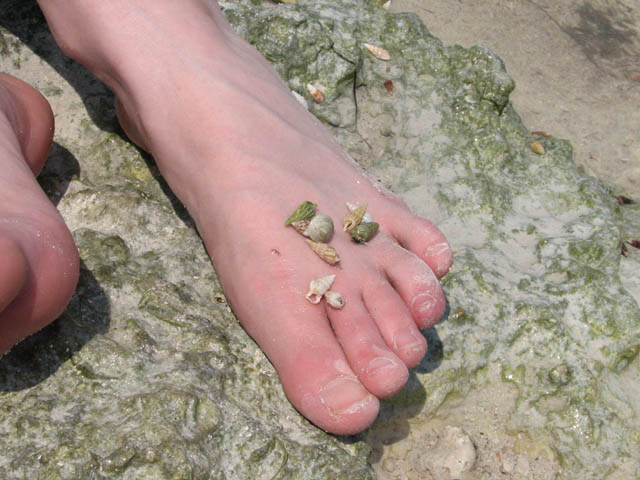 hermittoes