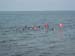 gulfside