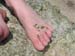 hermittoes
