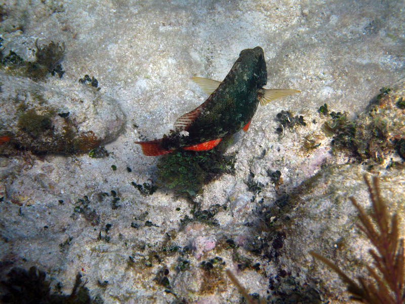 pennekamp 023