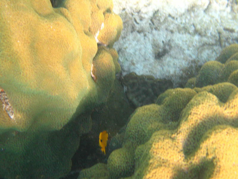 pennekamp 035
