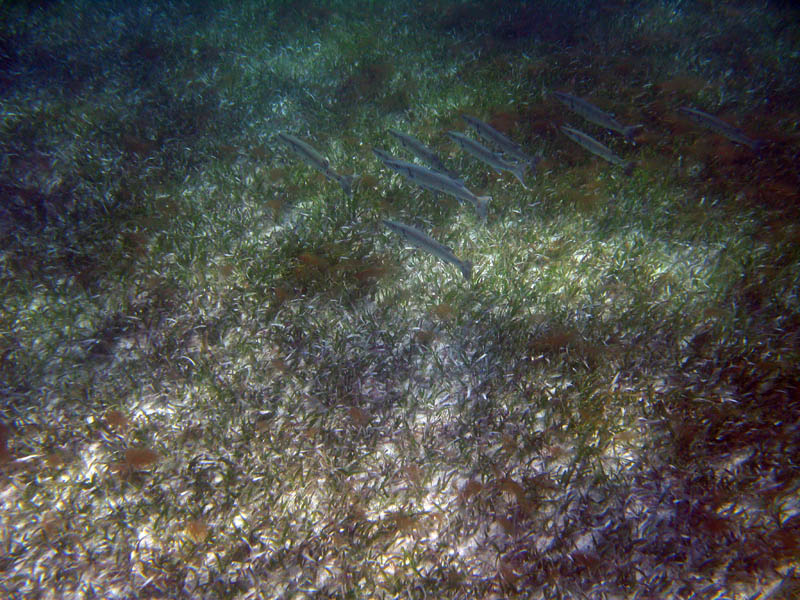pennekamp 047