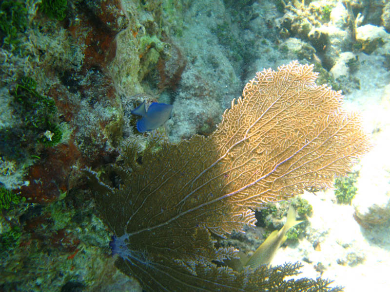 pennekamp 058