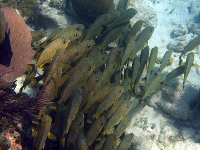 pennekamp 065