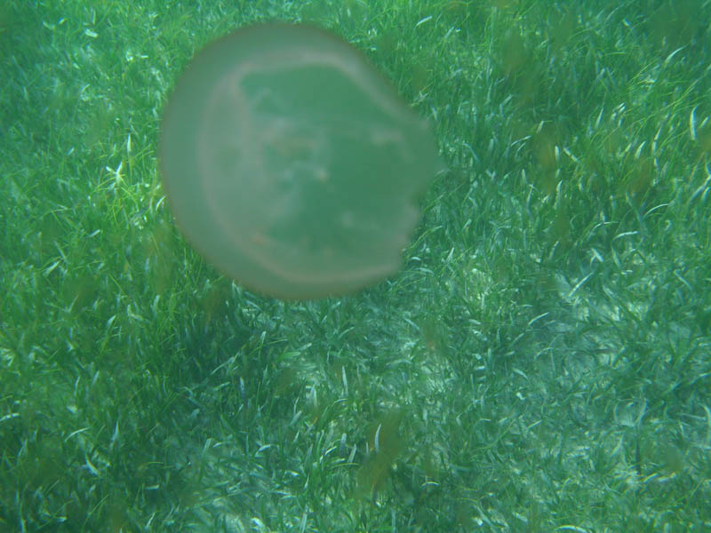 pennekamp 070